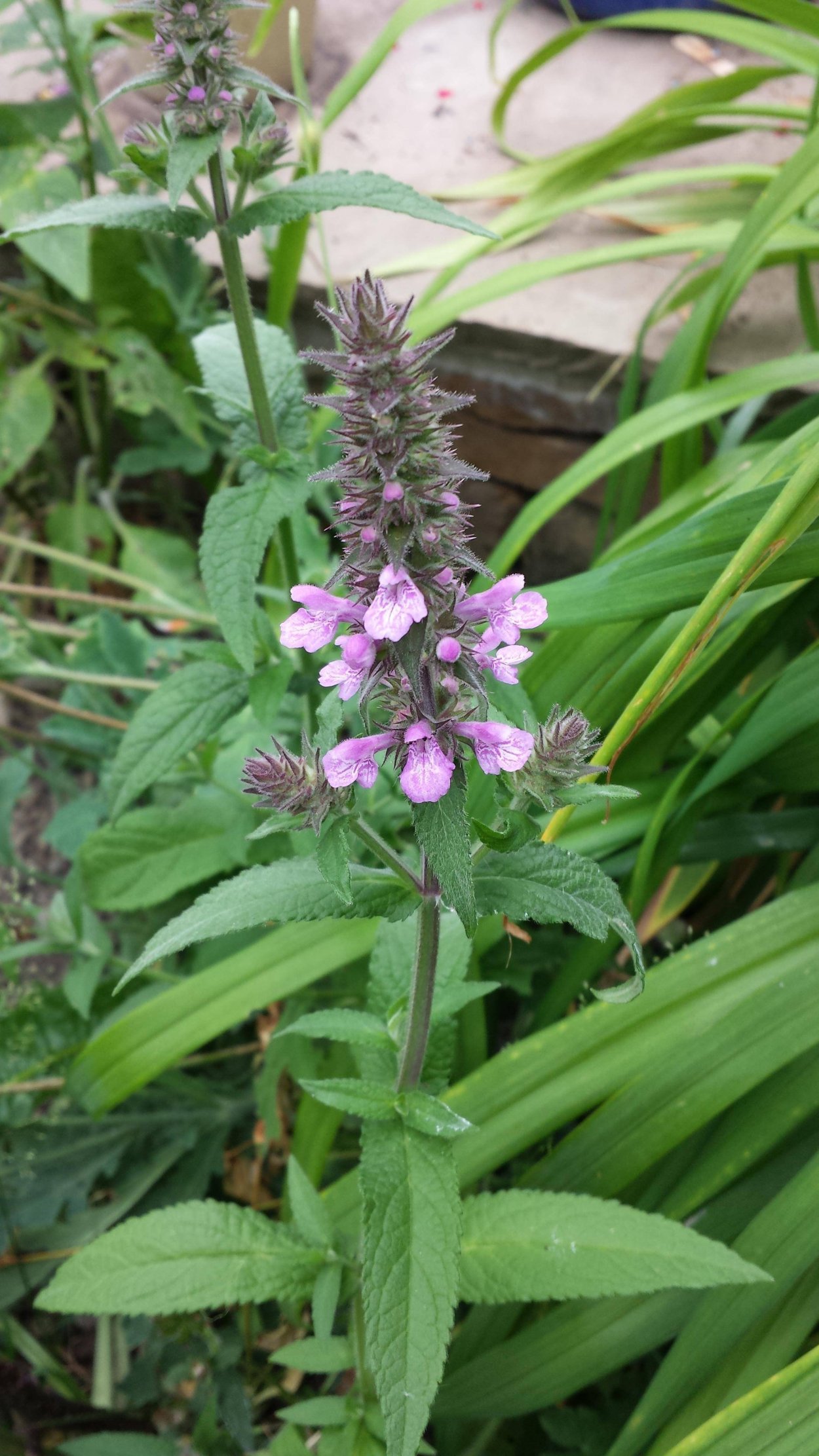 Сорняк с зубчатыми листьями