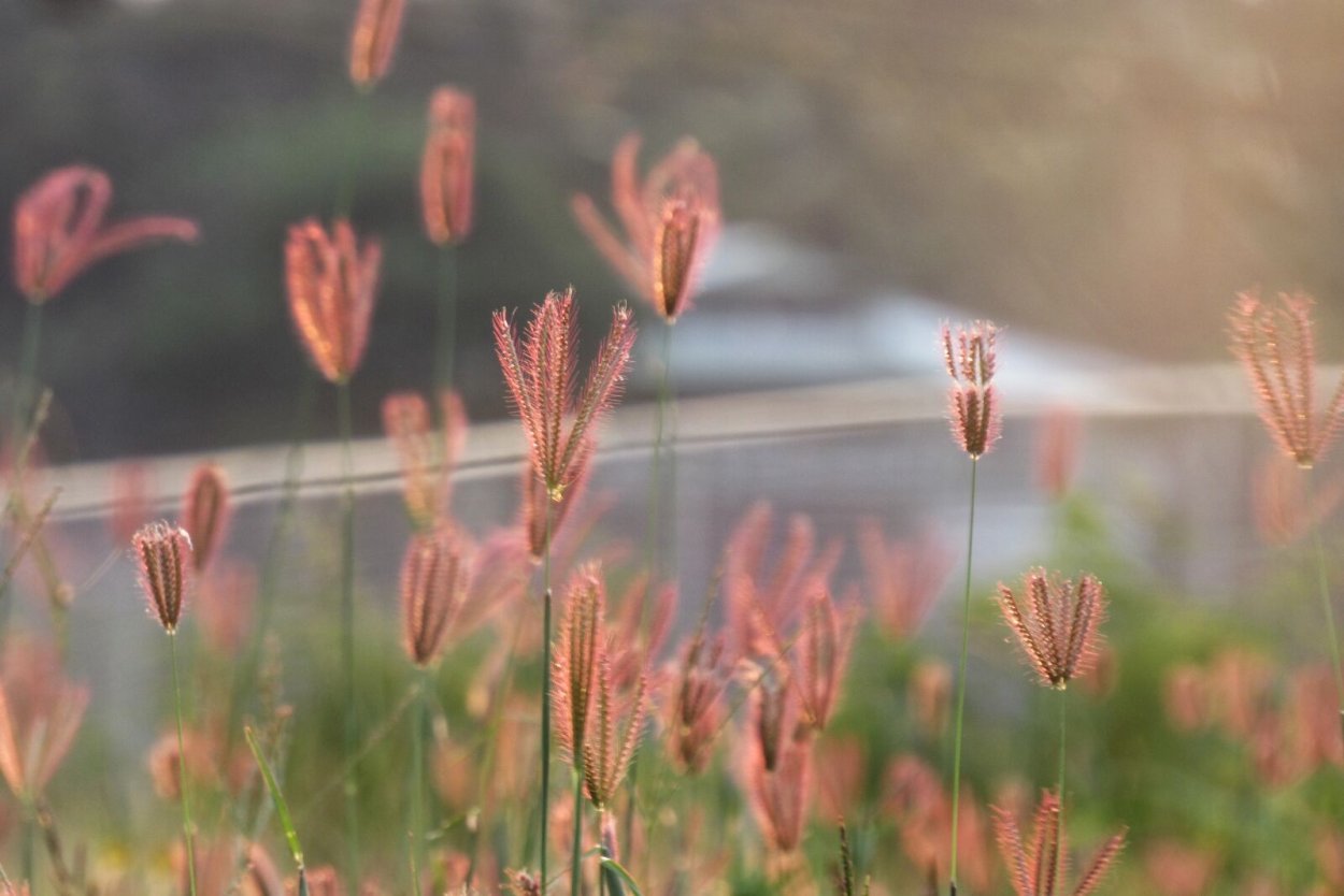 Семена трава любви фото