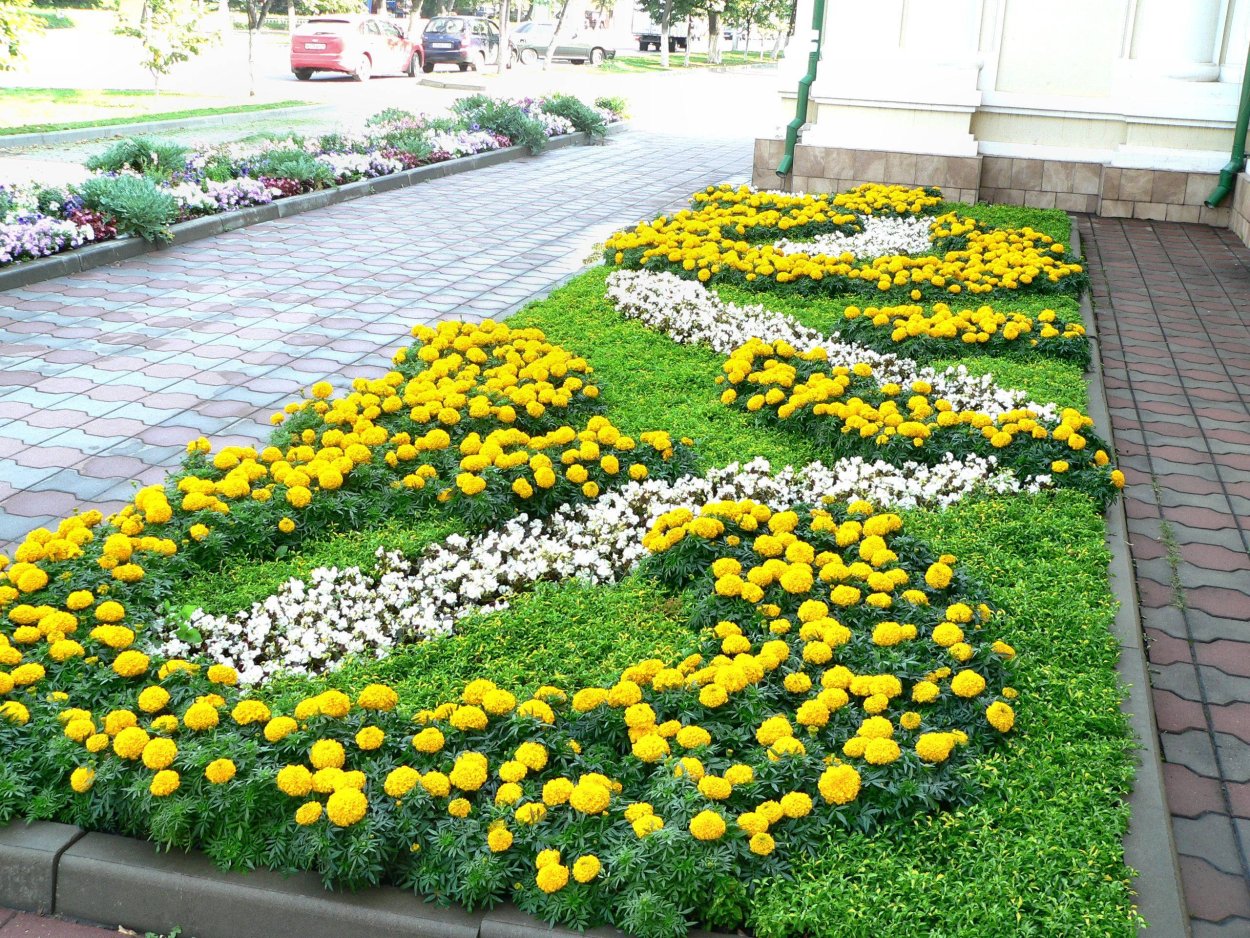 Моноклумба бархатцы