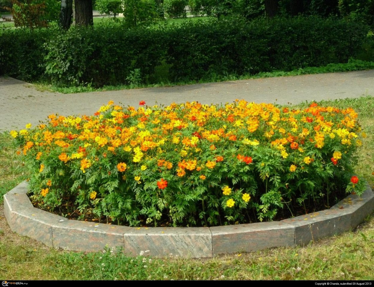 Клумба цинии эшшольция бархатцы