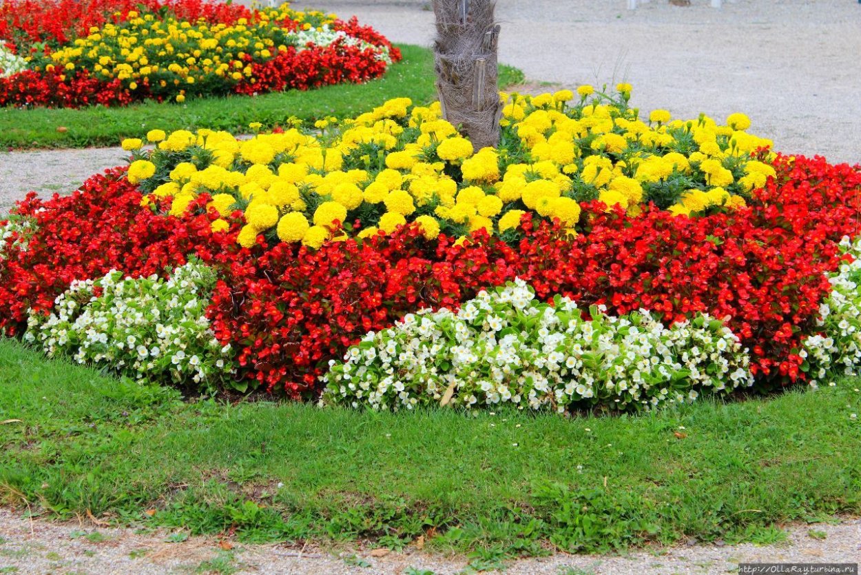 Клумба Сальвия алиссум цинерария