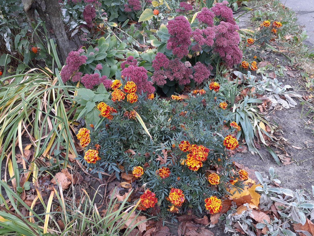 Очиток и бархатцы