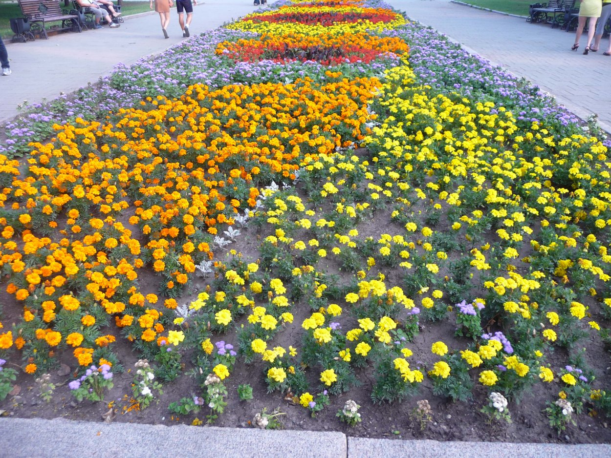 Нивяник и бархатцы