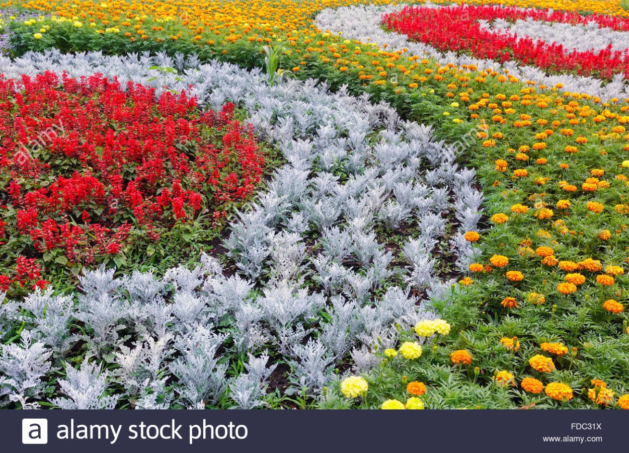 Эшшольция бархатцы Сальвия цинерария рабатка