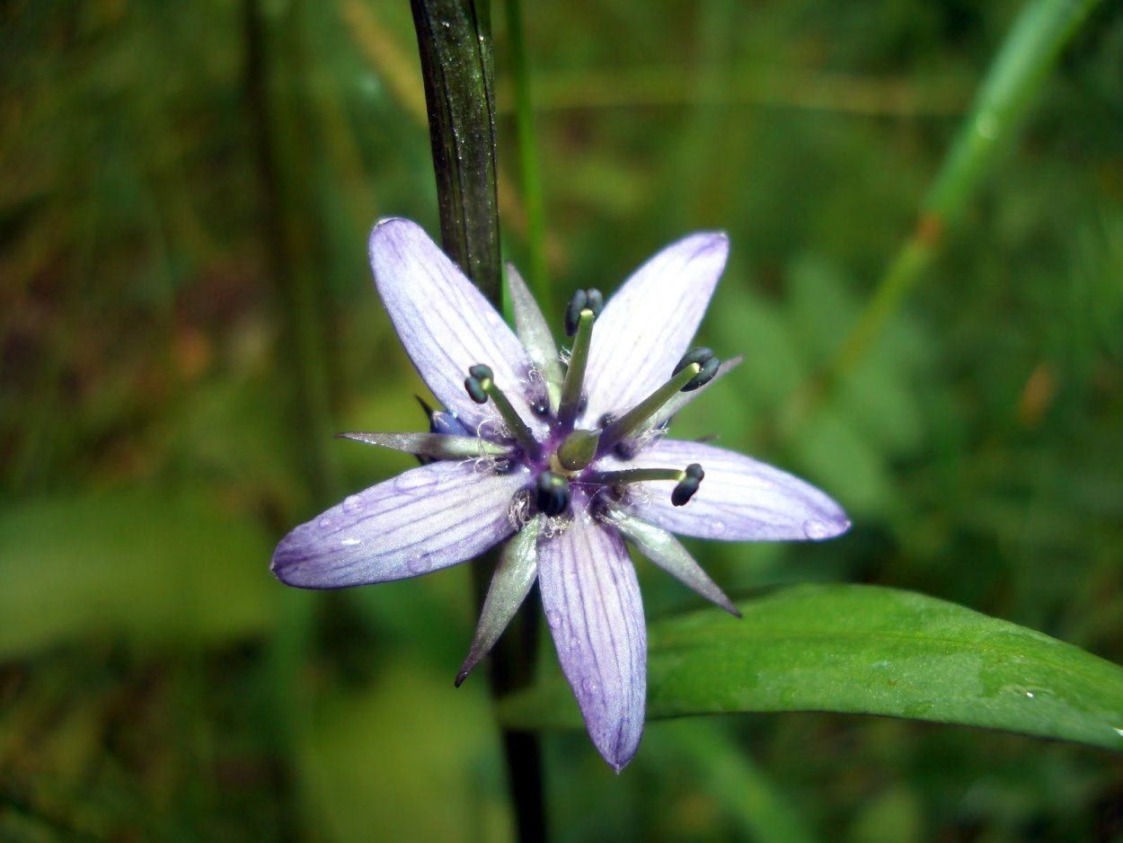 Растения редкое вымирающая