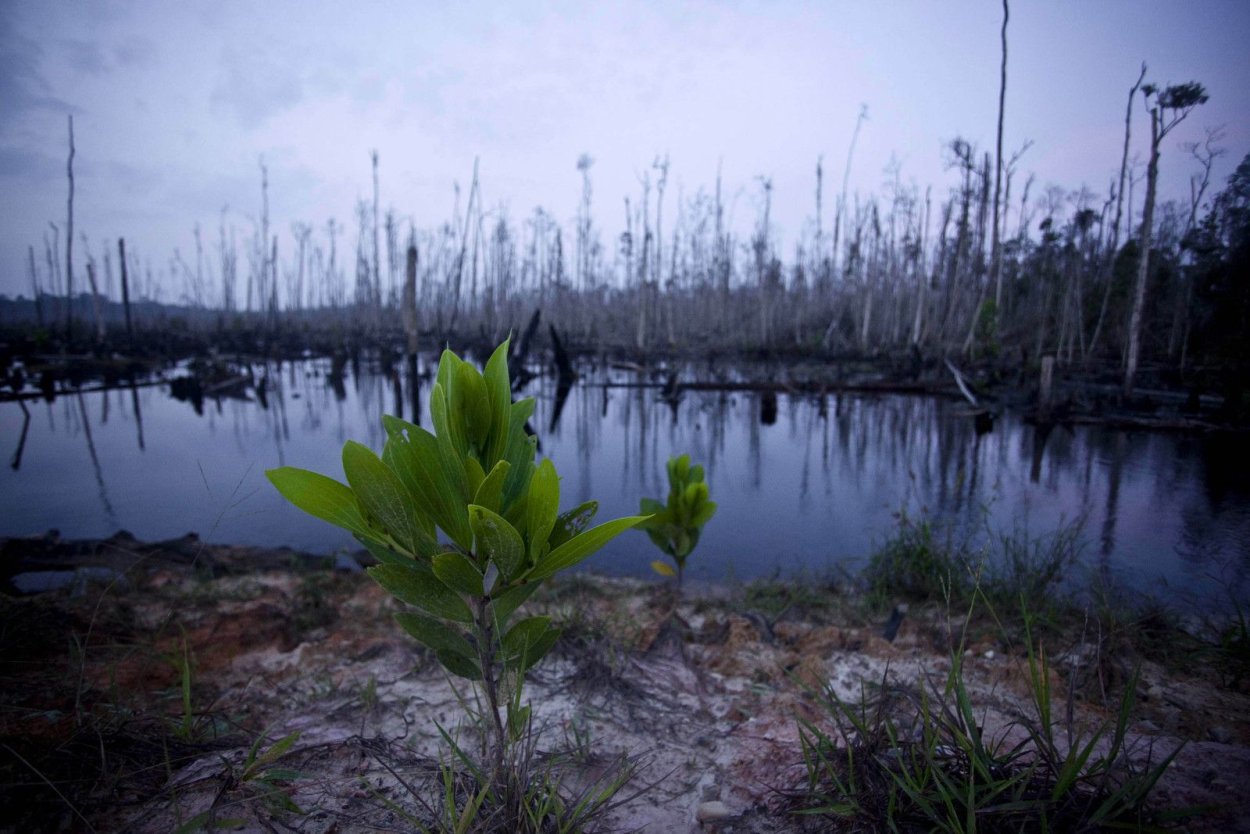 Исчезающие растения в дикой природе