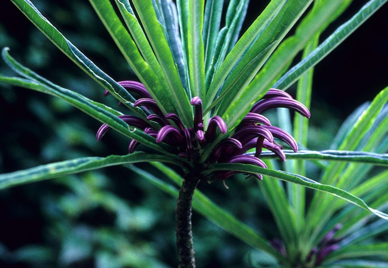 Почти вымершие растения