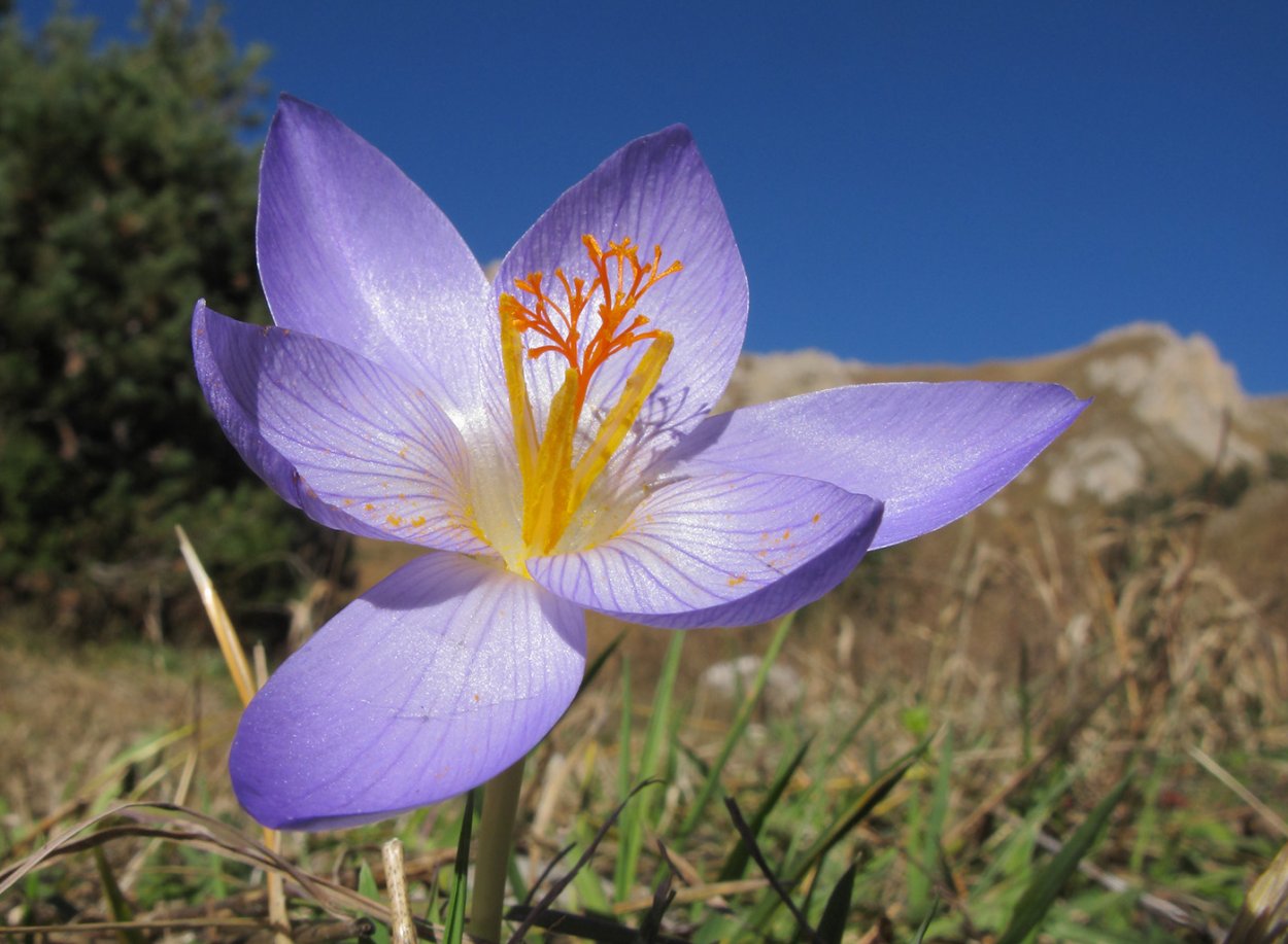 Шафран прекрасный Crocus speciosus