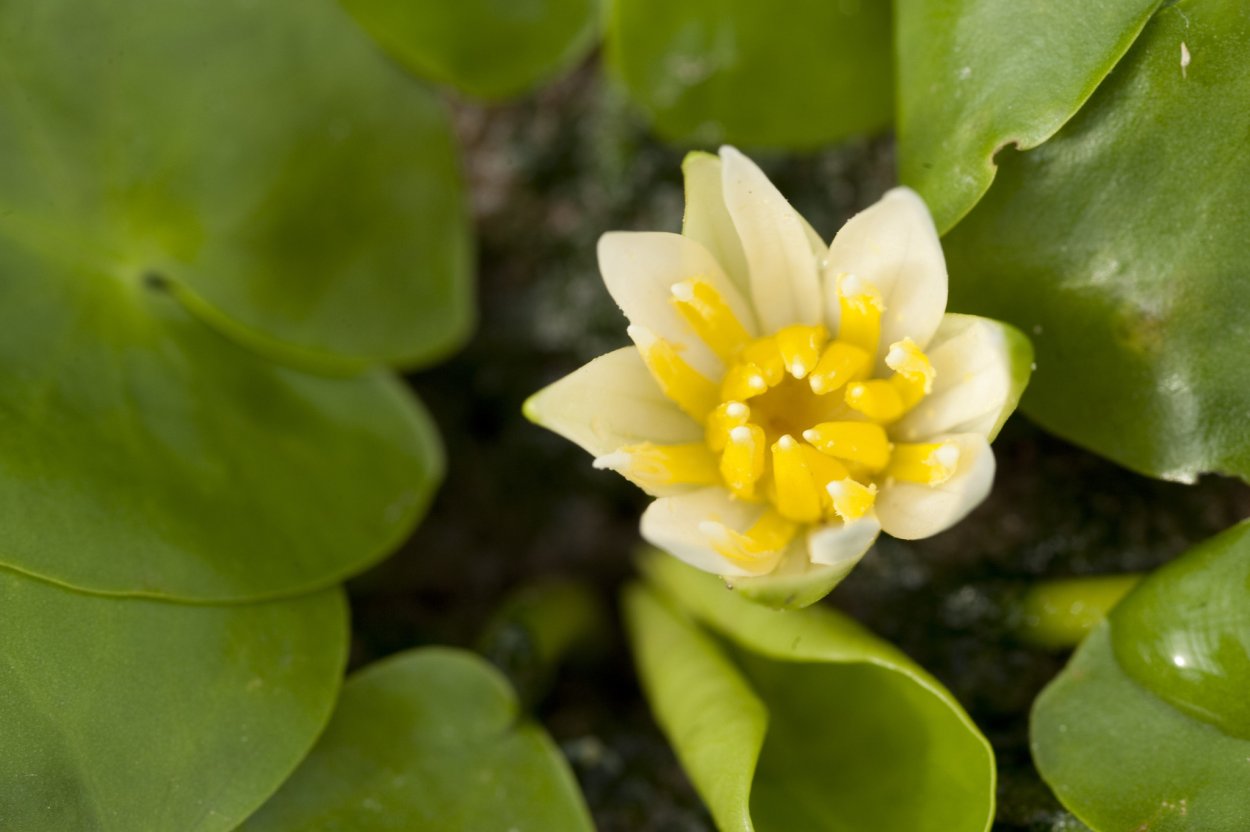 Растения под угрозой исчезновения