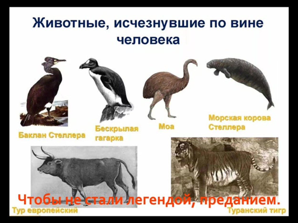 Животные исчезнувшие по вине человека