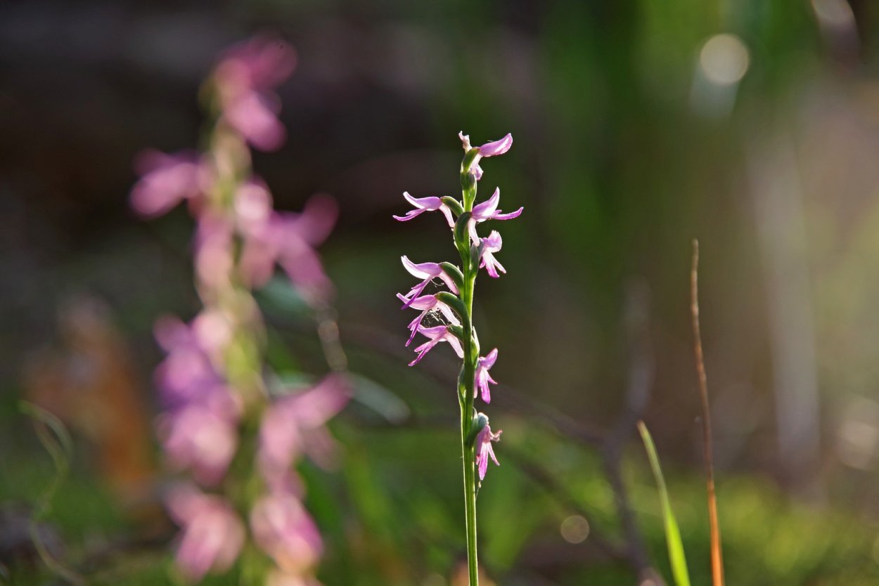 Неоттианта клобучковая