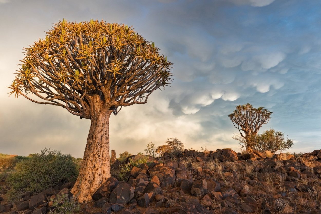 Колчанные деревья Намибия