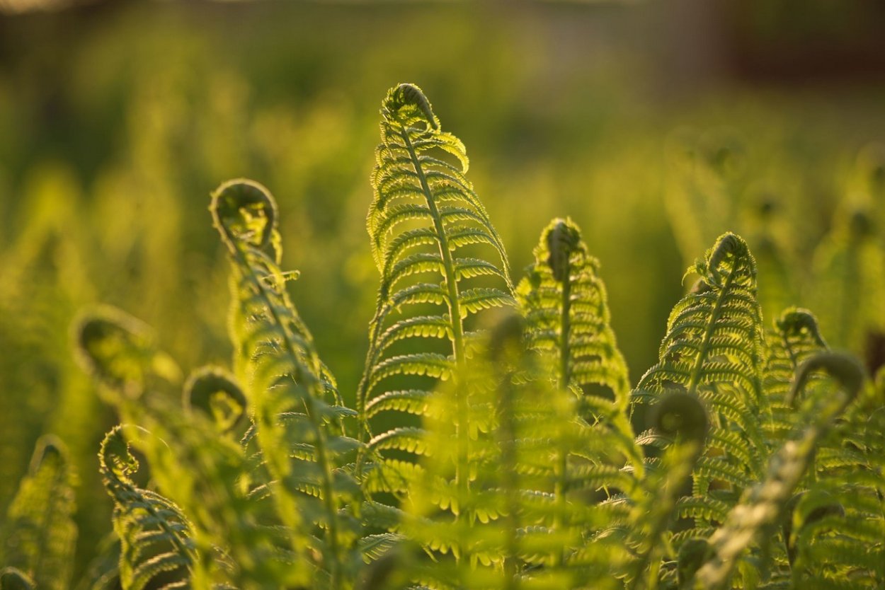 Удивительные папоротники