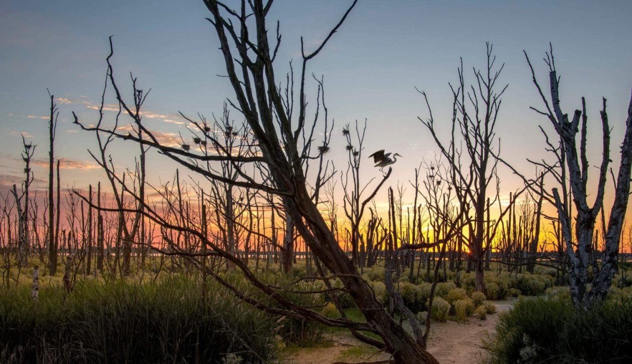 Исчезновение растений