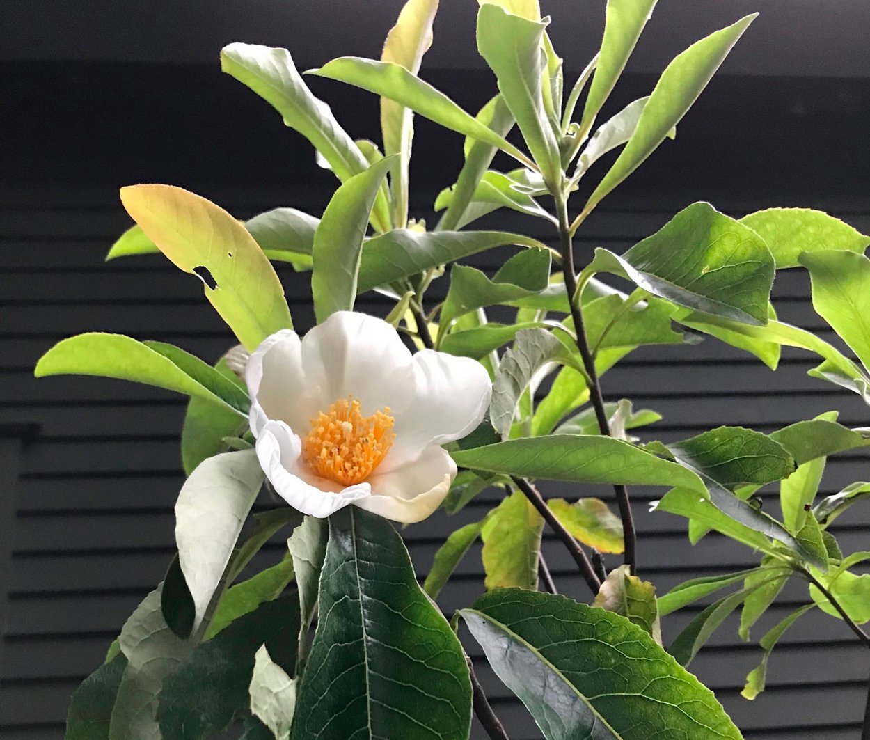 Франклиния алатамаха (Franklinia alatamaha)