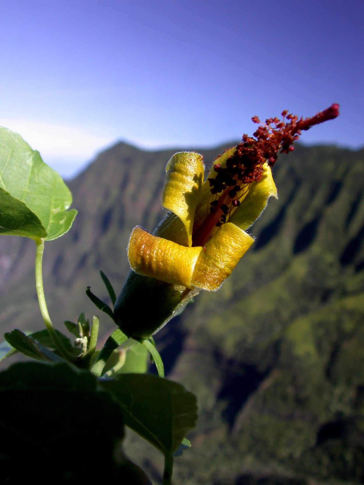 Hibiscadelphus wilderianus
