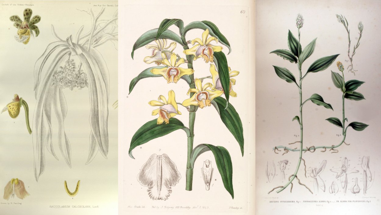 Extinct Plant species