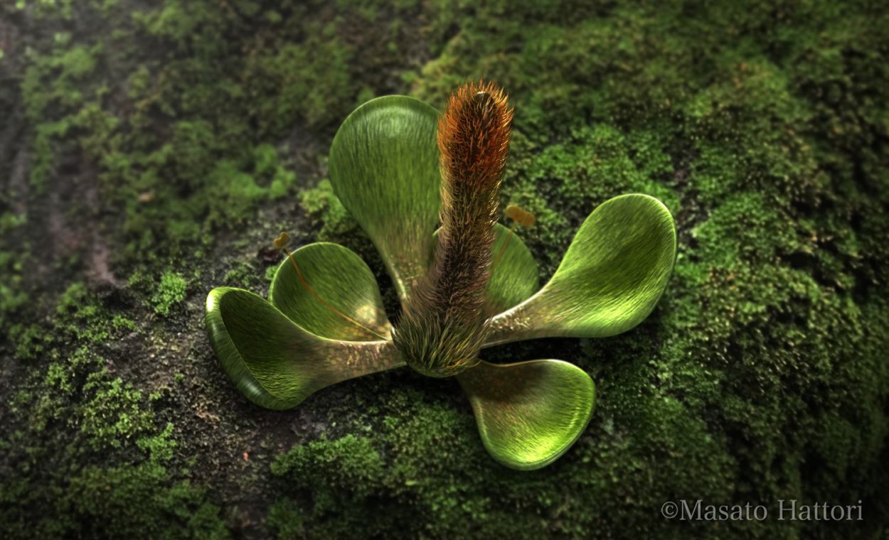 Nanjinganthus dendrostyla