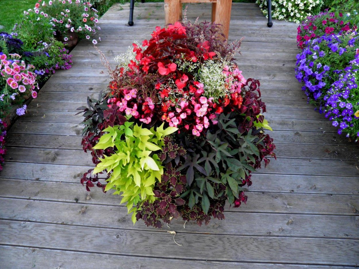 Колеус на клумбе