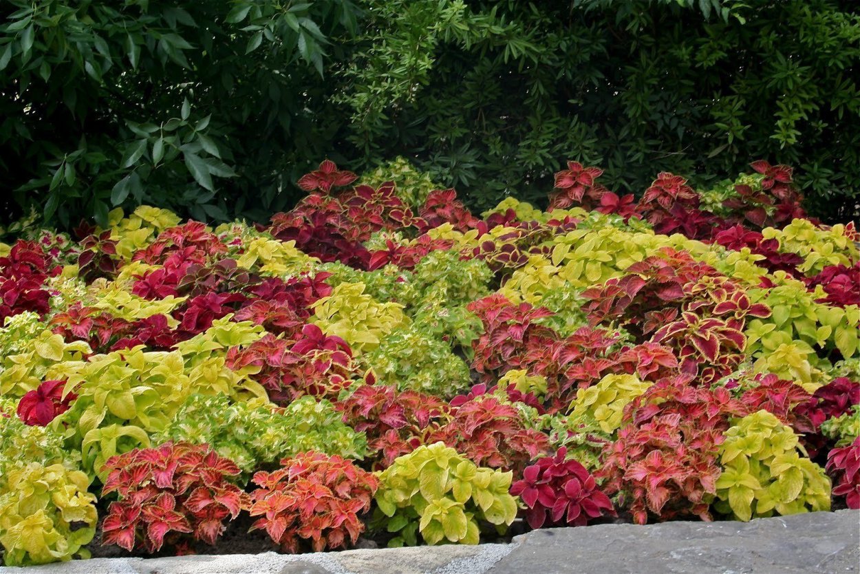 Клумба кохия бархатцы колеус