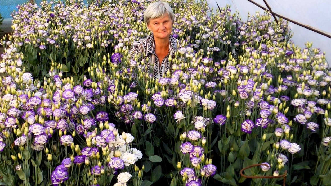 Эустома древовидная многолетняя