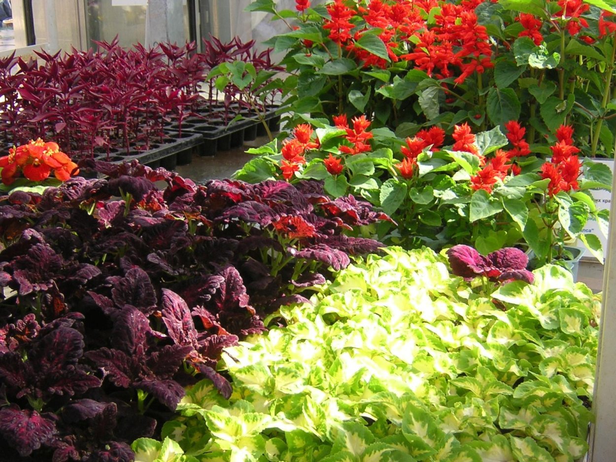 Колеусы с сальвией