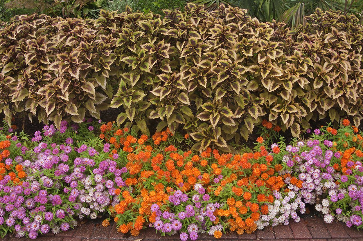 Колеус в рабатке