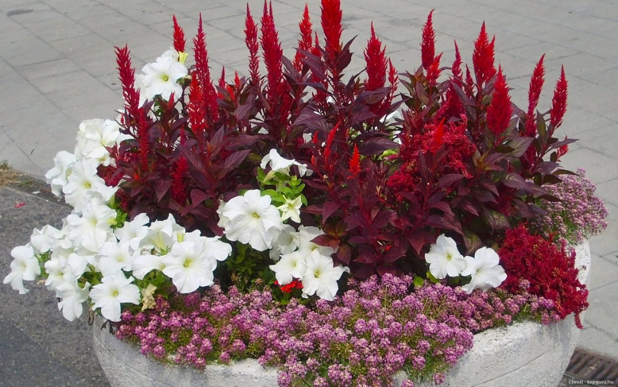 Целозия с колеусом