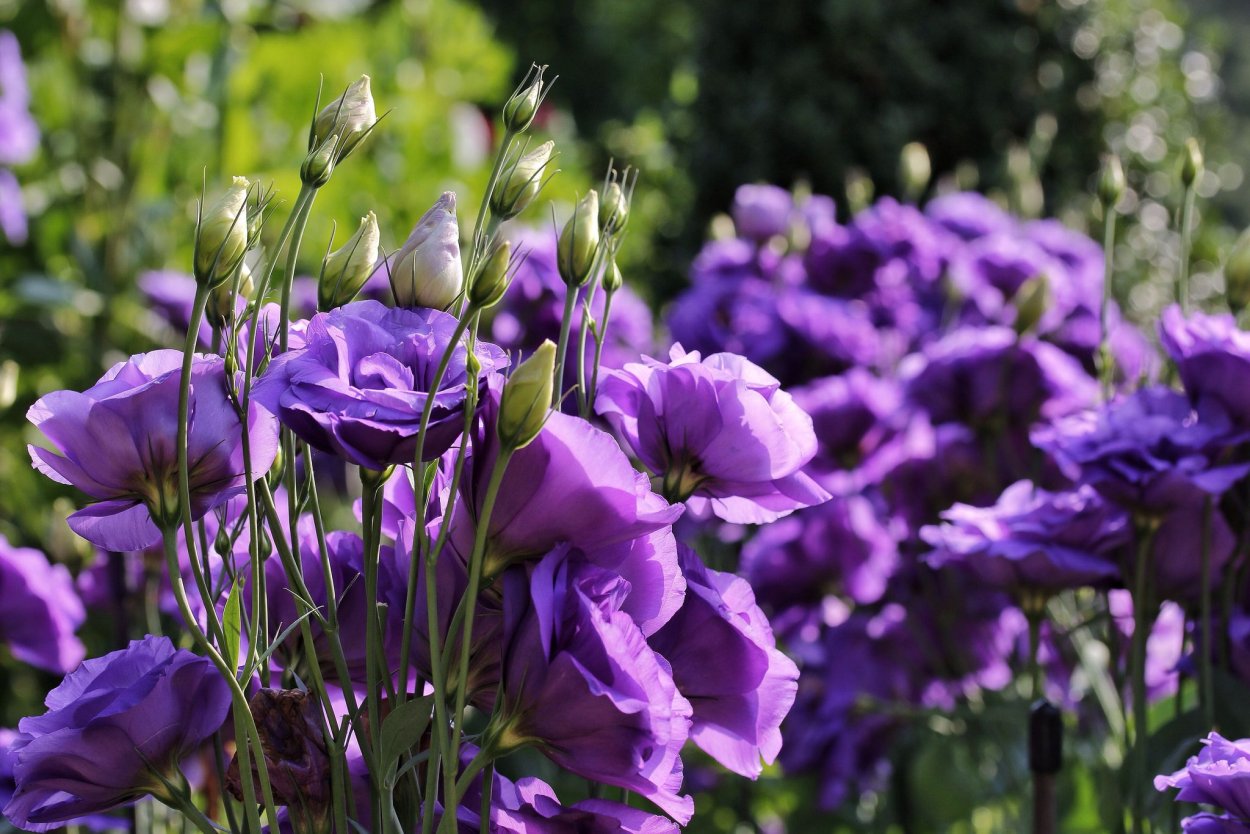 Эустома (лизиантус) - колокольчик прерий.