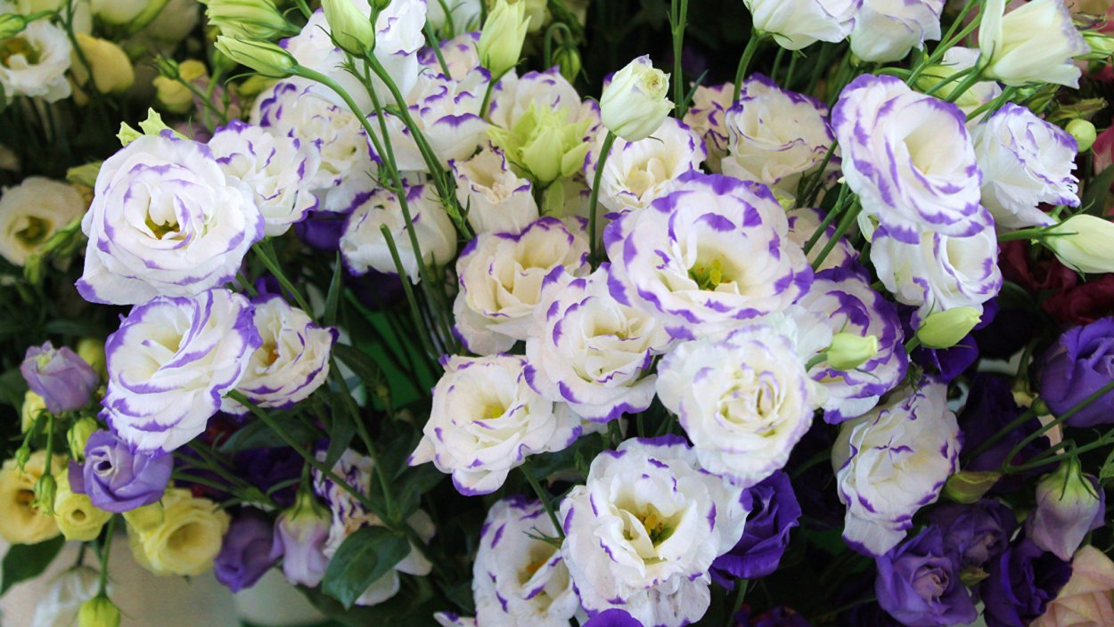 Эустома лизиантус