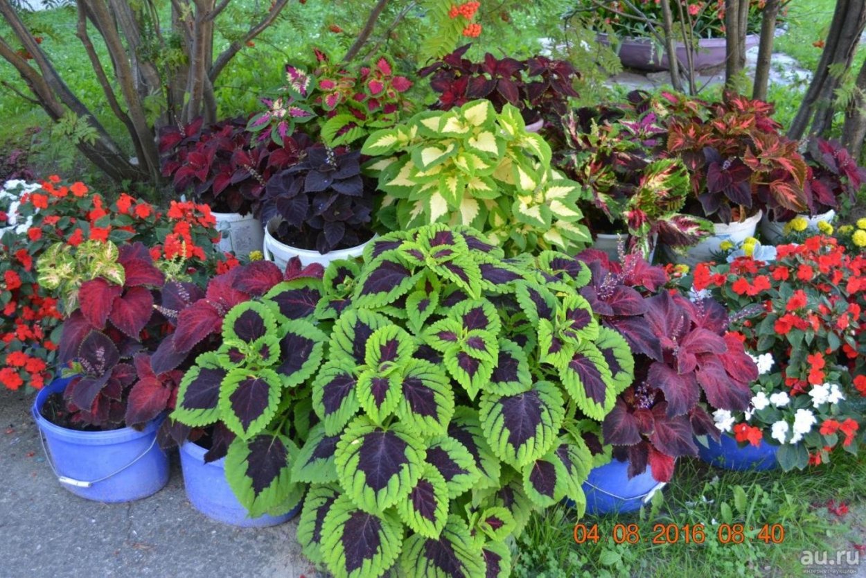 Герман новомодный колеусы