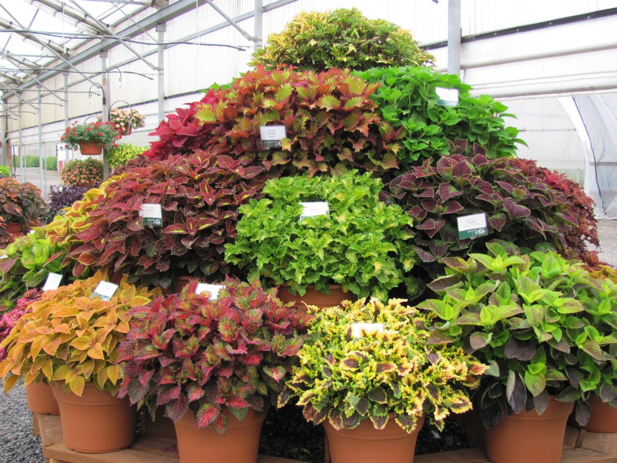 Ипомея батат рассада