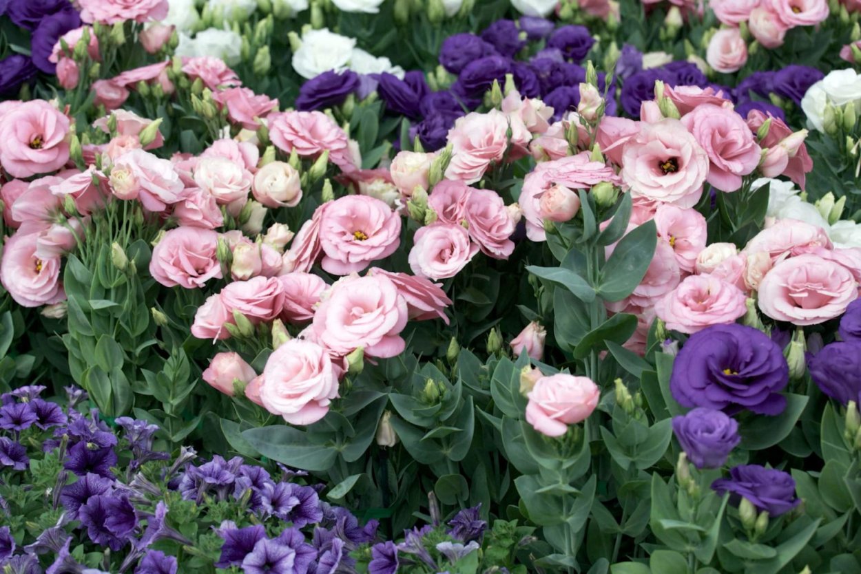 Эустома однолетник