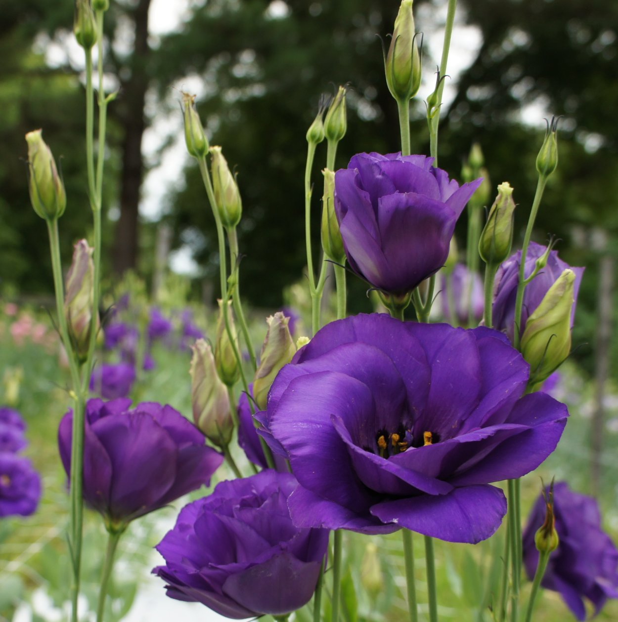 Эустома Кармен Блю