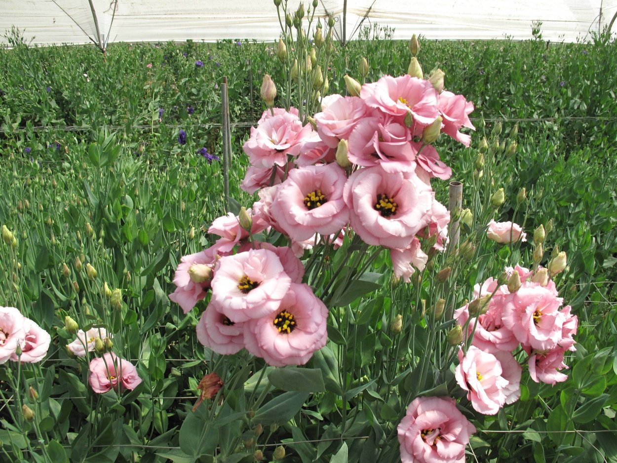 Эустома Садовая