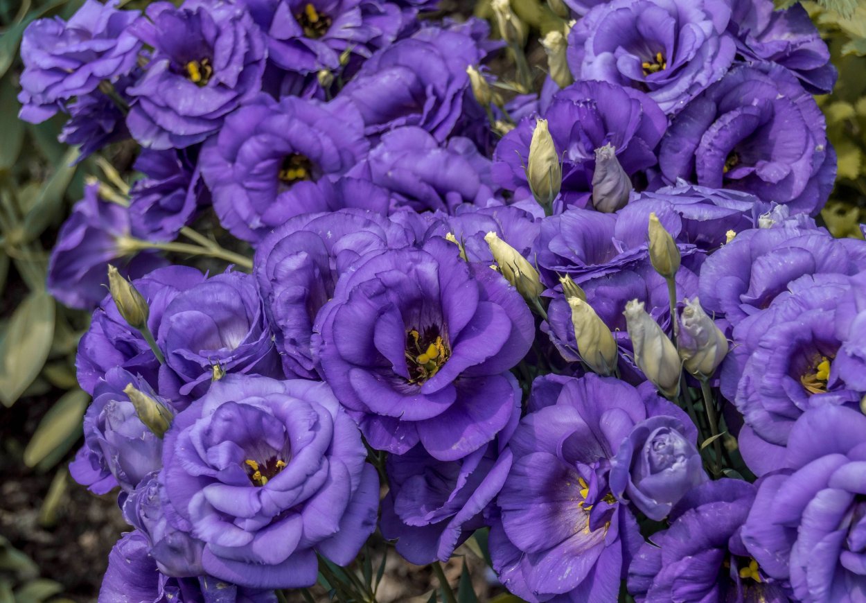 Эустома (Lisianthus)