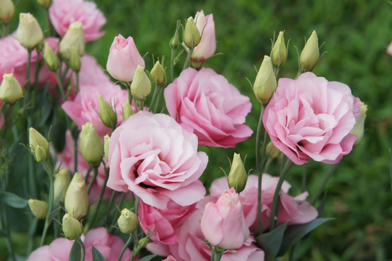 Эустома шелковая роза