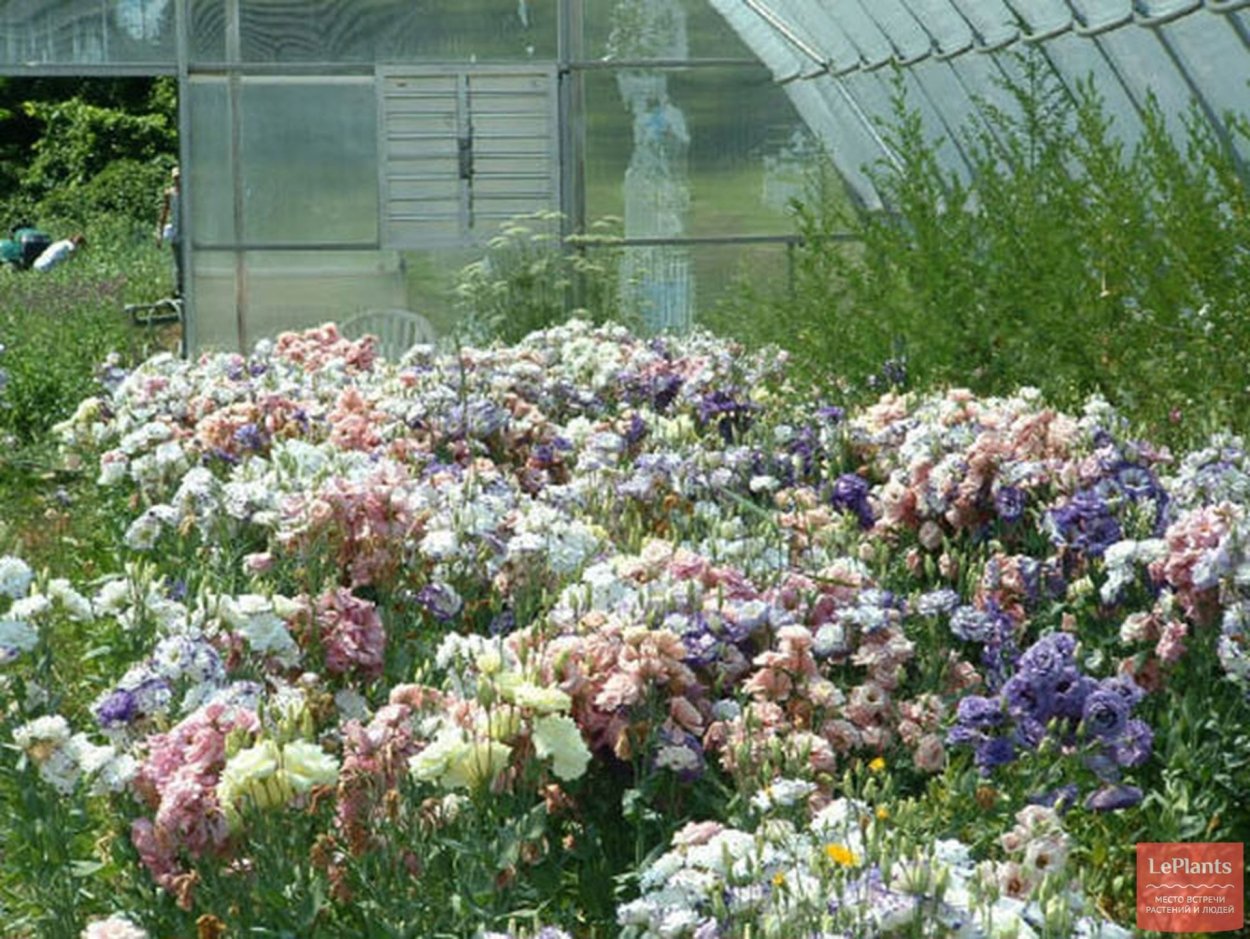 Эустома в огороде