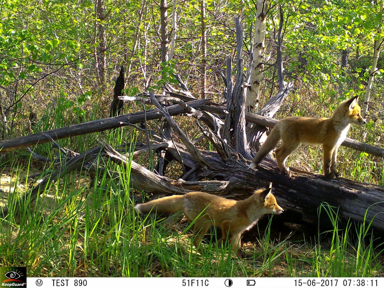 Висимский заповедник животный мир