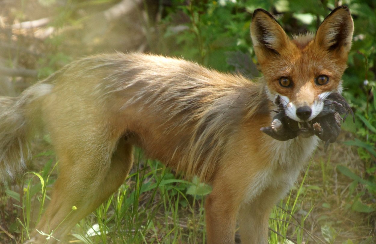 Висимский заповедник лисица