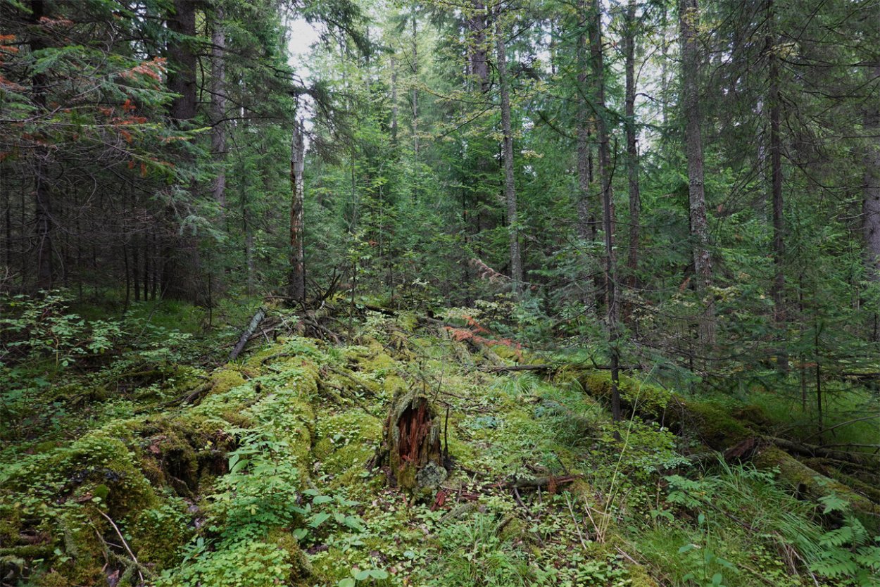 Висимский заповедник леса
