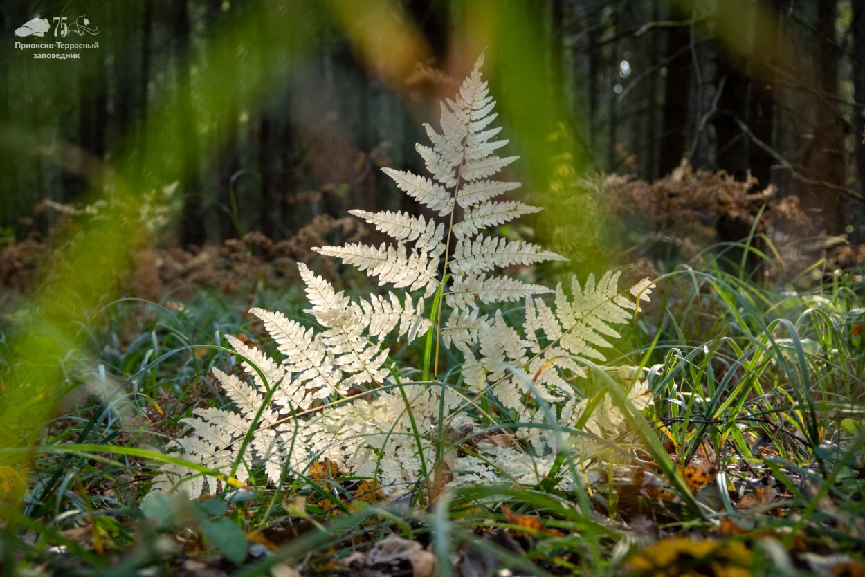 Папоротник Щитовник Зибольда.