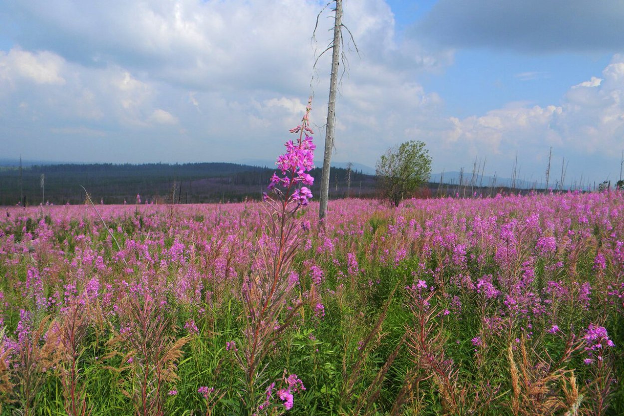 Висимский биосферный заповедник