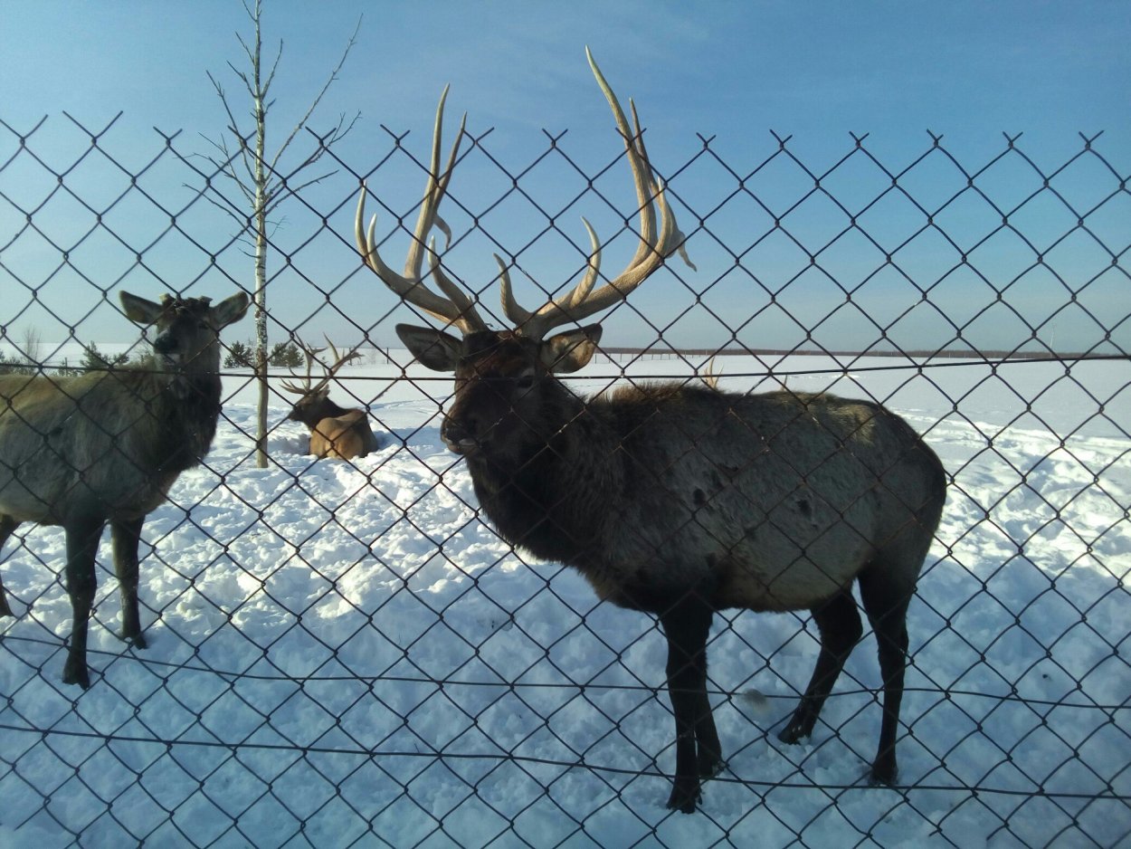 Висимский заповедник Флора и фауна