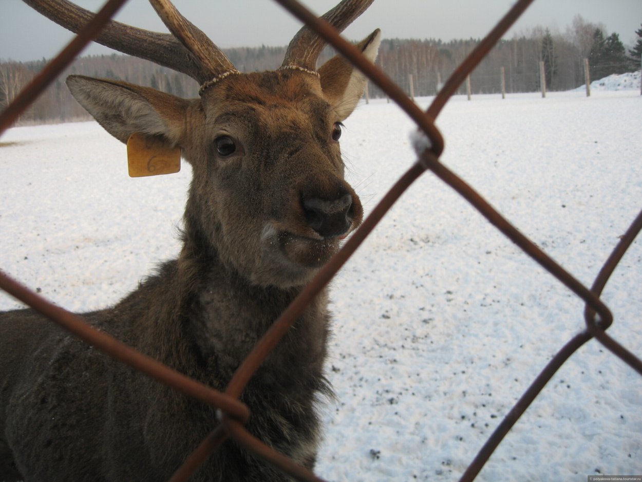 Заповедник Висим Свердловская область