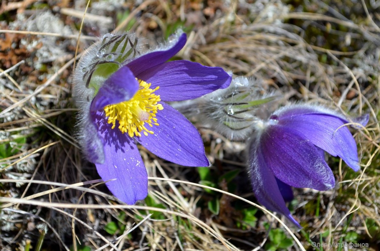 Алтайские травы для сна