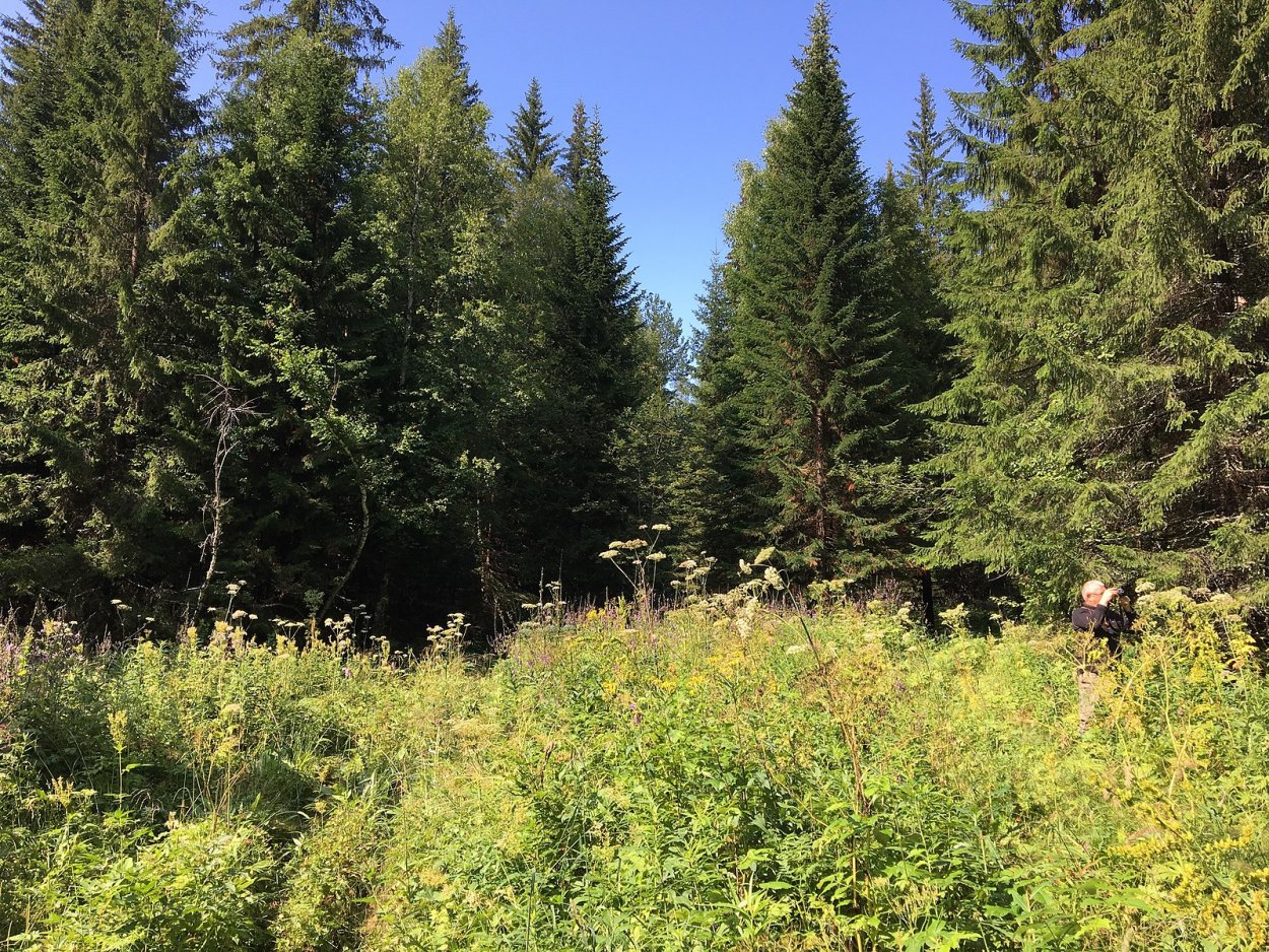 Висимский заповедник Флора