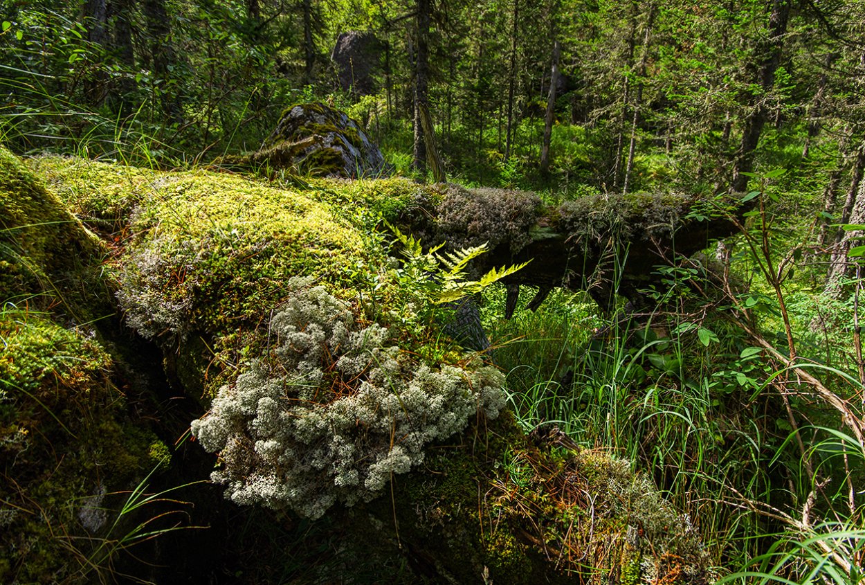 Лишайник ягель Тайга