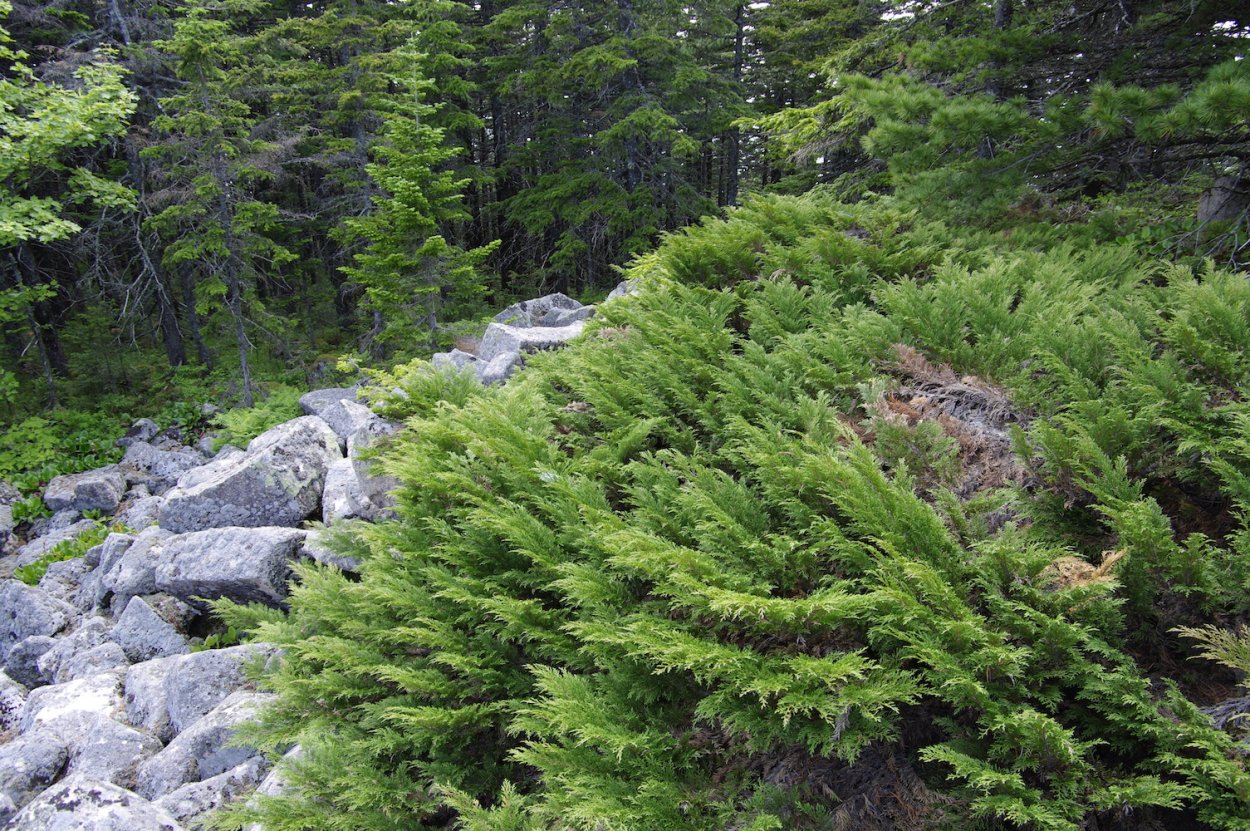 Микробиота перекрестнопарная Фалаза