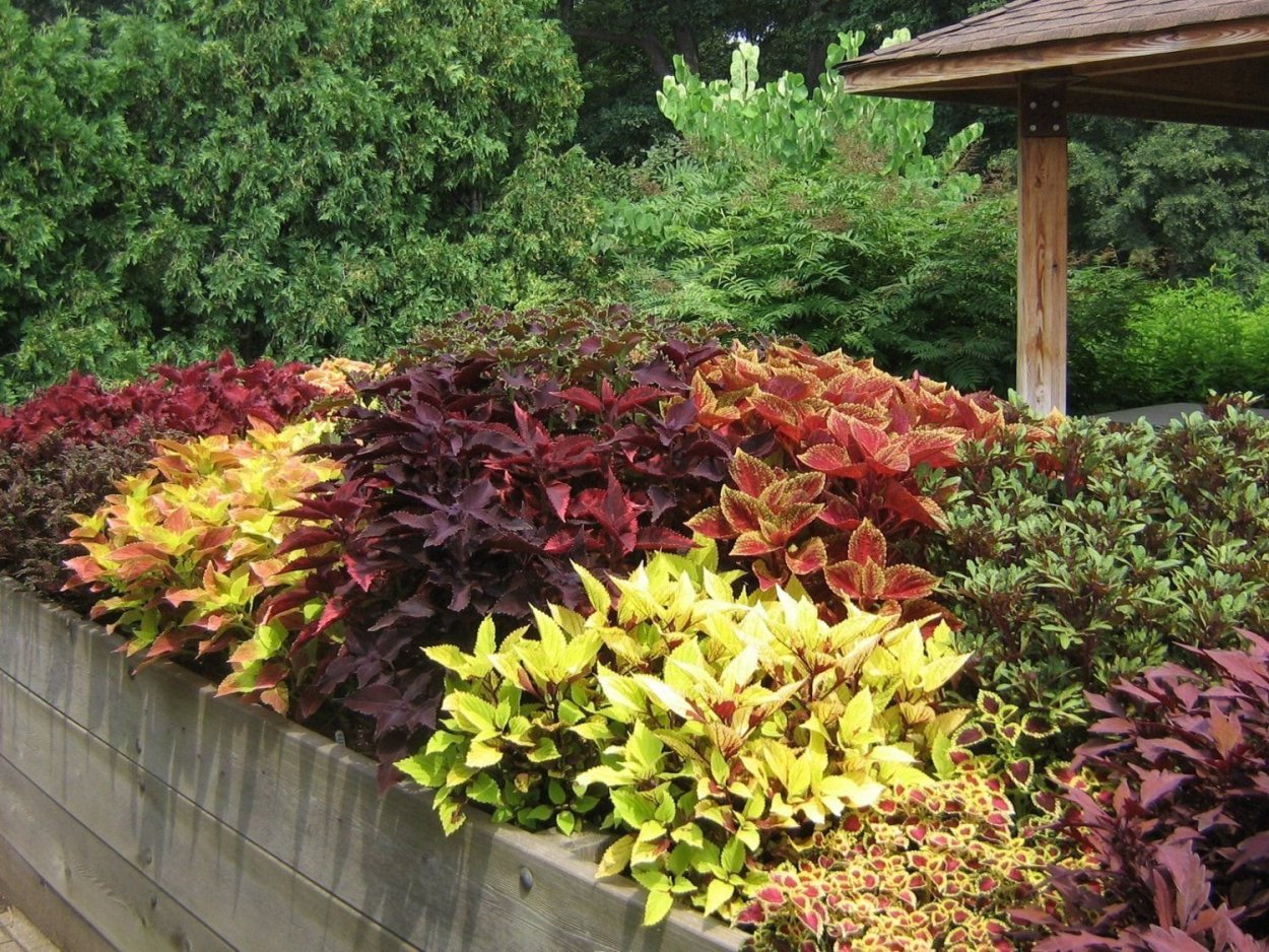 Колеус Визард Сансет